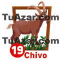 19 - CHIVO