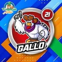 21 - GALLO