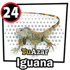  - IGUANA