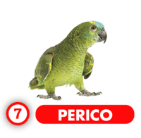  - PERICO