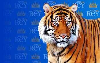 10 - TIGRE