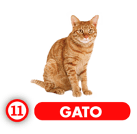  - GATO