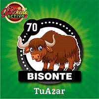 70 - BISONTE