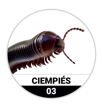 CIEMPIÉS