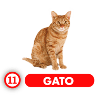 11 GATO