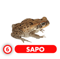 RANA