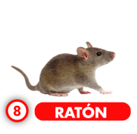 8 RATON