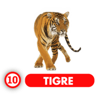 10 TIGRE