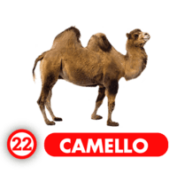 CAMELLO