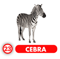 CEBRA