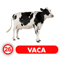 26 VACA