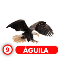 Chance Con Animalitos B — 9 AGUILA