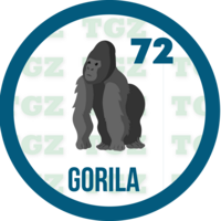 72 GORILA