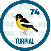 Gatazo — 74 TURPIAL