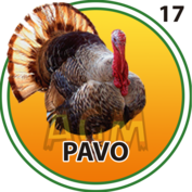 17 PAVO