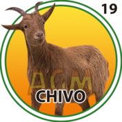 19 CHIVO