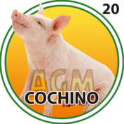 20 COCHINO