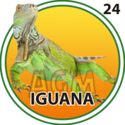24 IGUANA