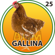 25 GALLINA