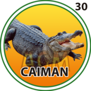 30 CAIMÁN