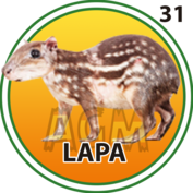 31 LAPA