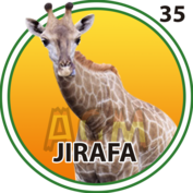 35 JIRAFA