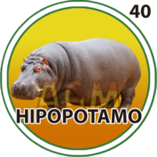 40 HIPOPÓTAMO