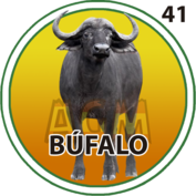 41 BUFALO