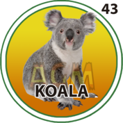 43 KOALA