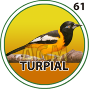 61 TURPIAL