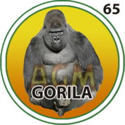65 GORILA