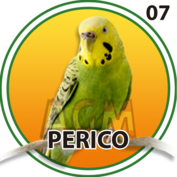 7 PERICO