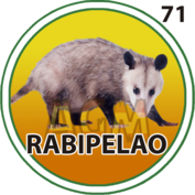 71 RABIPELAO