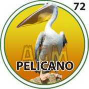 72 PELICANO