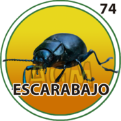 74 ESCARABAJO