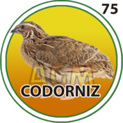 75 CODORNIZ