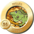 24 IGUANA