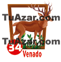 34 VENADO